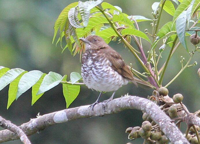Maranon Thrush