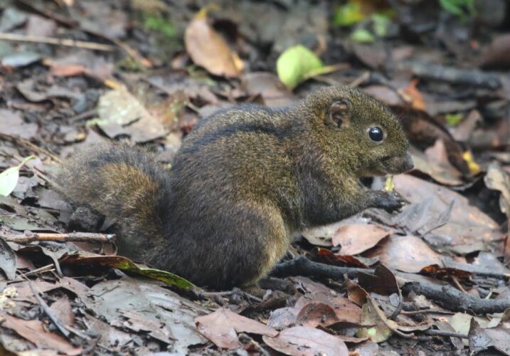 Niobe Ground Squirrel