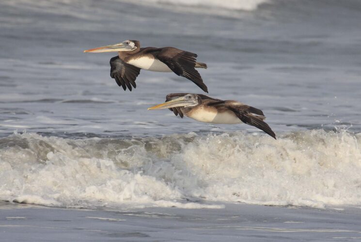 Peruvian Pelicans 1