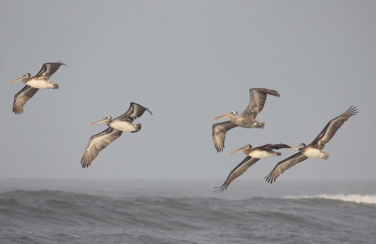 Peruvian Pelicans 2