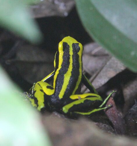 Poison Dart Frog