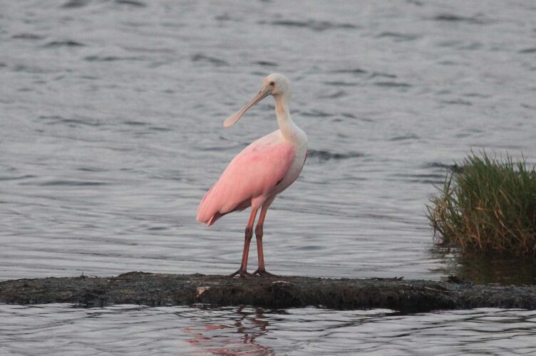 Roseate Spoonbill
