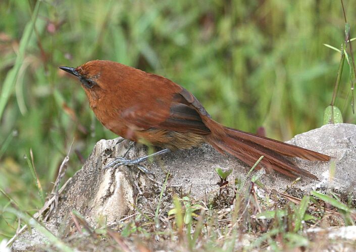Rufous Spinetail 2