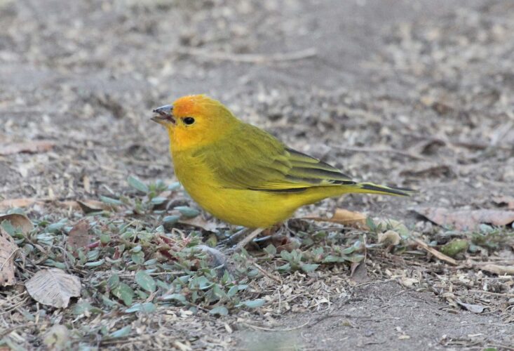 Saffron Finch