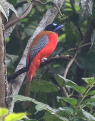 Scarlet-rumped Trogon