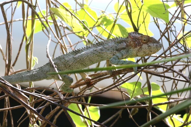 Spiny-backed Chameleon