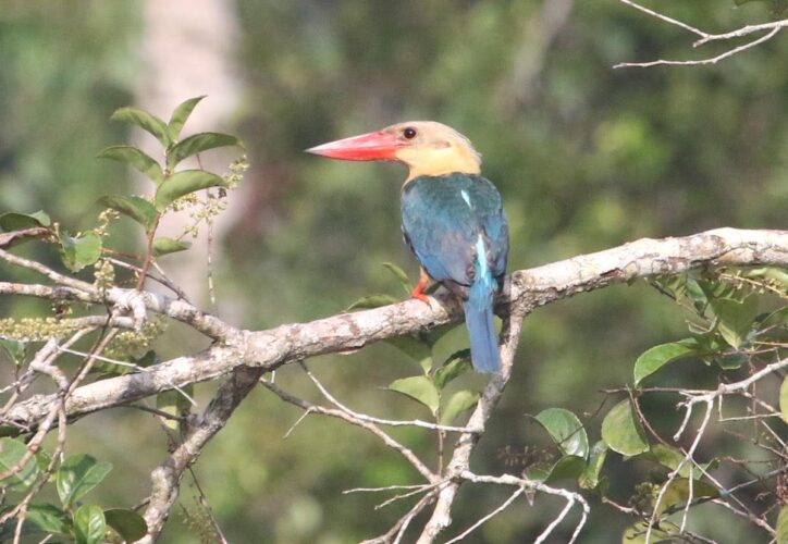 Stork-billed Kingfisher