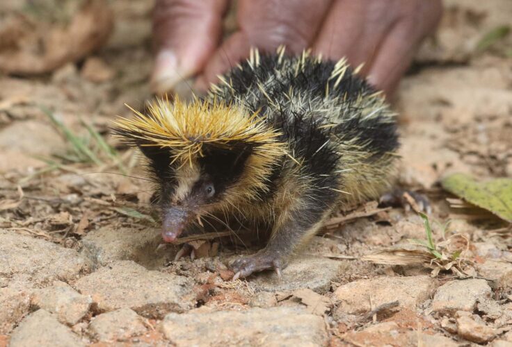 Streaked Tenrec
