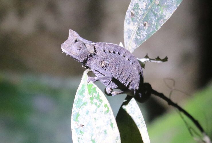 Stump-tailed Chameleon