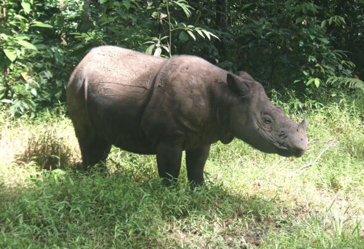 Sumatran Rhinoceros 2