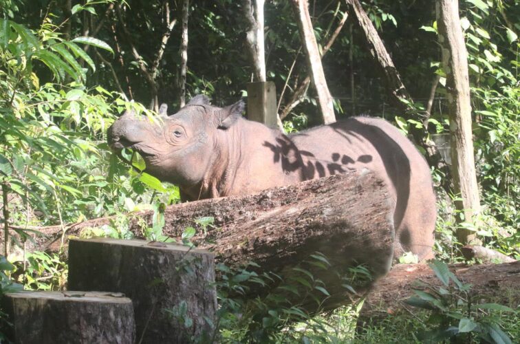 Sumatran Rhinoceros