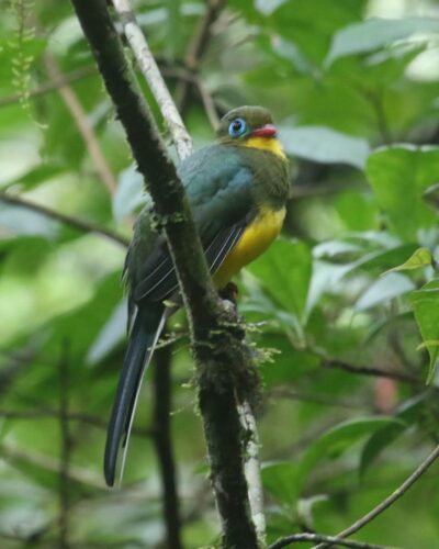 Sumatran Trogon