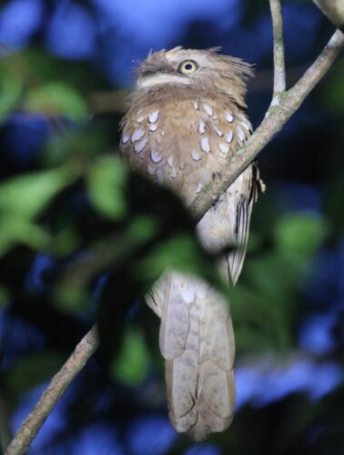Sunda Frogmouth 2
