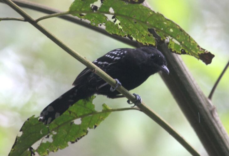 Variable Antshrike