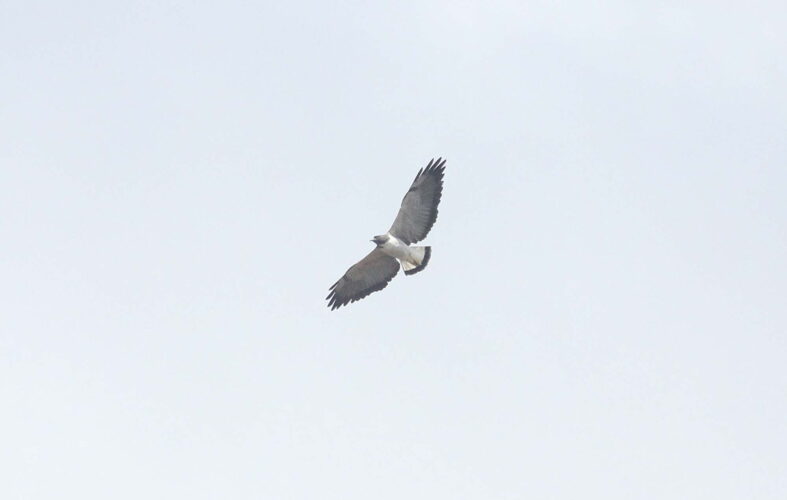 White-tailed Hawk
