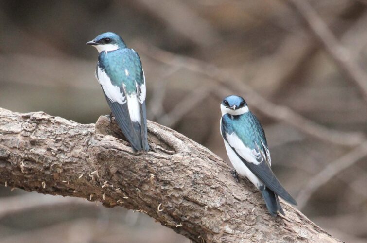 White-winged Swallows