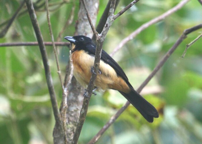 Yellow-crested Tanager